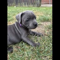 Staffordshire Bull Terrier - Both