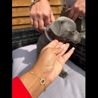 Staffordshire Bull Terrier - Both