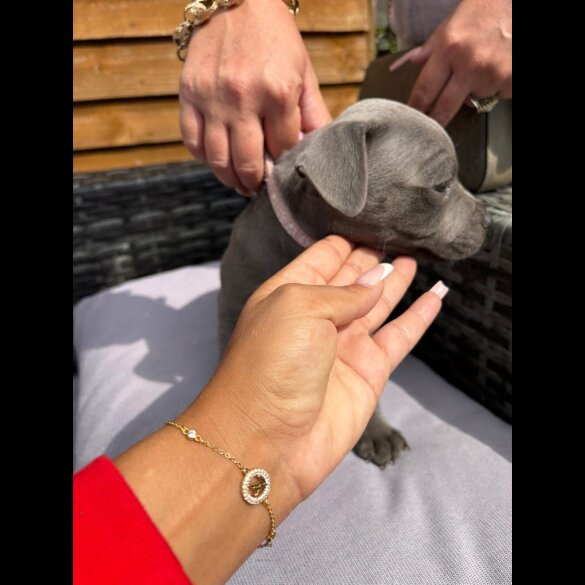 Staffordshire Bull Terrier - Both