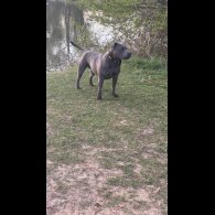 Staffordshire Bull Terrier - Both