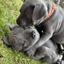 Staffordshire Bull Terrier - Both