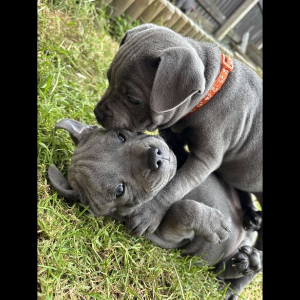 Staffordshire Bull Terrier - Both
