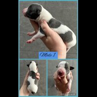 Whippet - Both