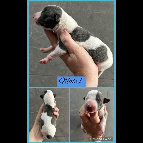 Whippet - Both