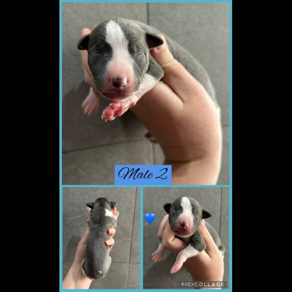 Whippet - Both