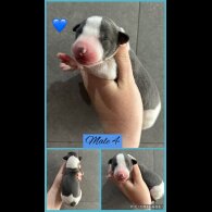 Whippet - Both