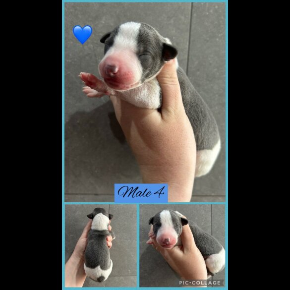 Whippet - Both