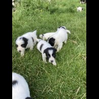 Border Collie - Both