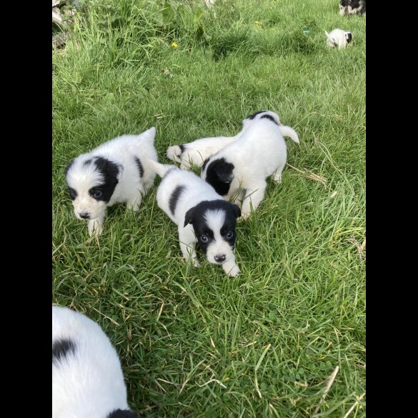 Border Collie - Both