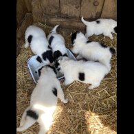 Border Collie - Both