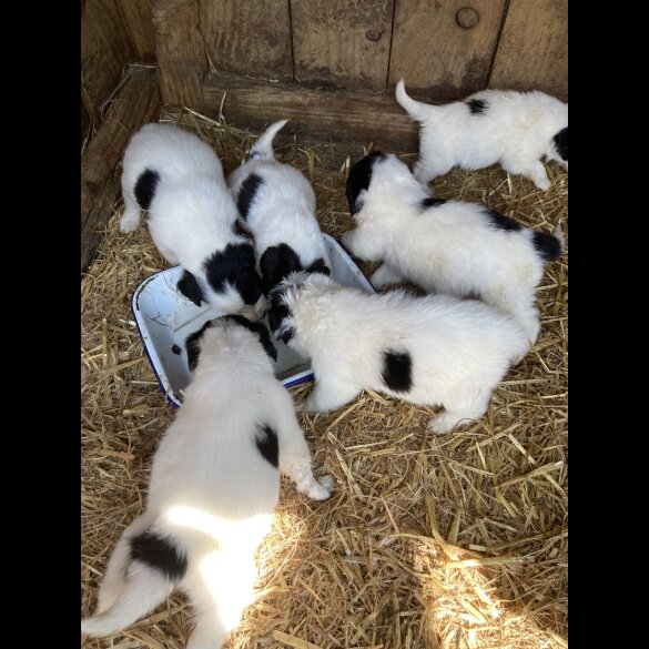 Border Collie - Both