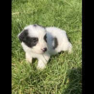 Border Collie - Both