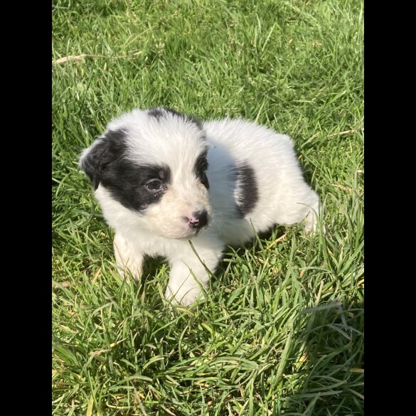 Border Collie - Both