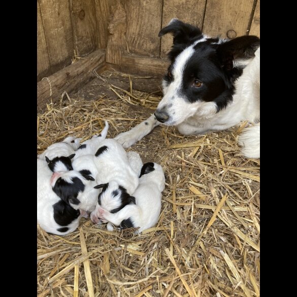 Border Collie - Both