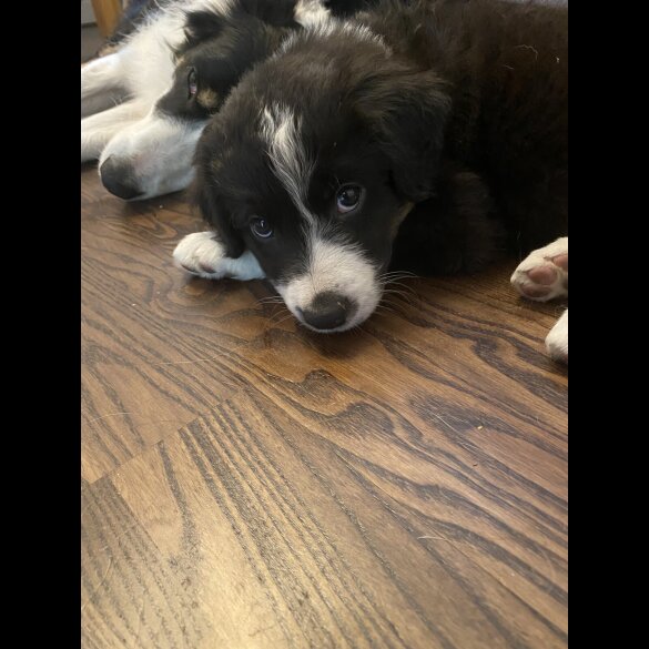 Border Collie - Both