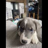 Border Collie - Both