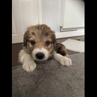 Border Collie - Both