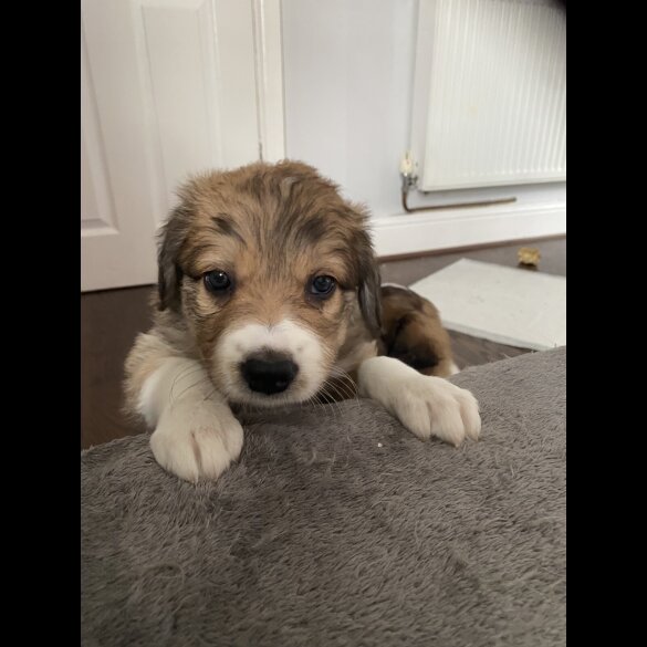 Border Collie - Both