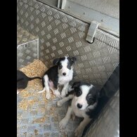 Border Collie - Dogs