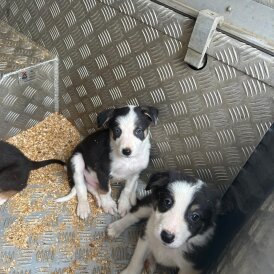 Border Collie - Dogs