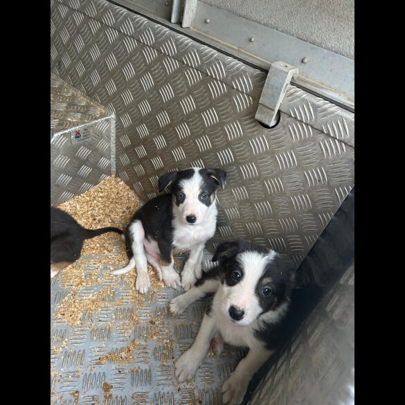 Border Collie - Dogs