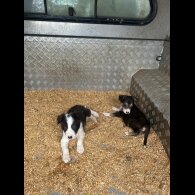 Border Collie - Dogs