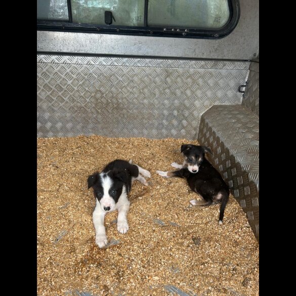 Border Collie - Dogs