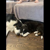 Border Collie - Both