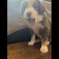 Border Collie - Both