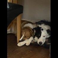 Border Collie - Both