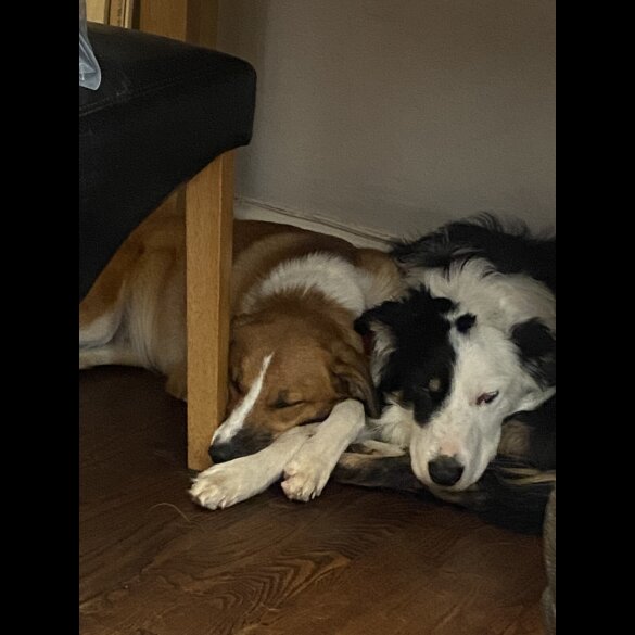 Border Collie - Both