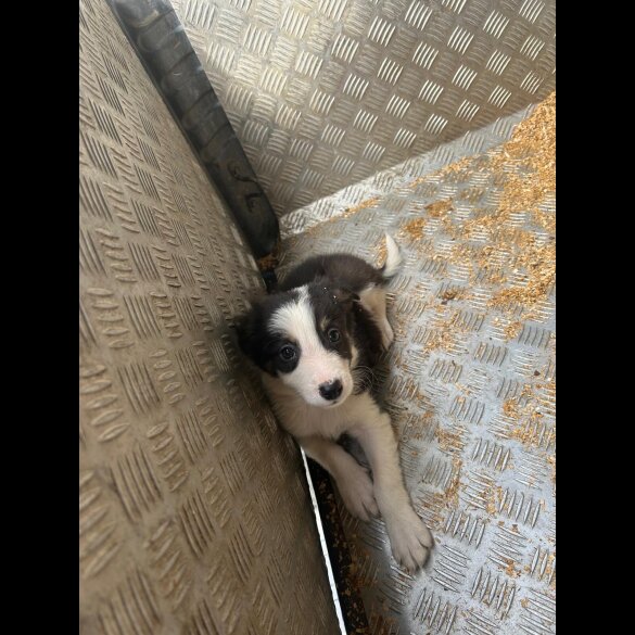 Border Collie - Dogs