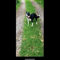 Border Collie - Dogs