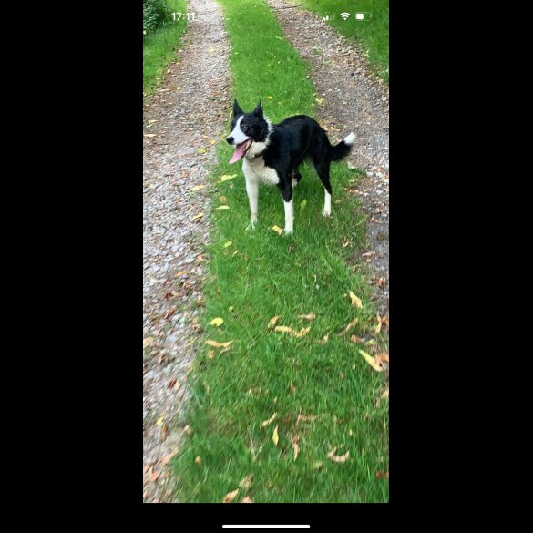 Border Collie - Dogs