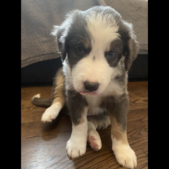Border Collie - Both