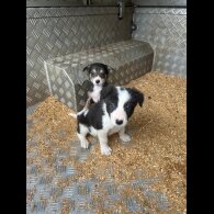 Border Collie - Dogs