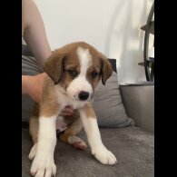 Border Collie - Both
