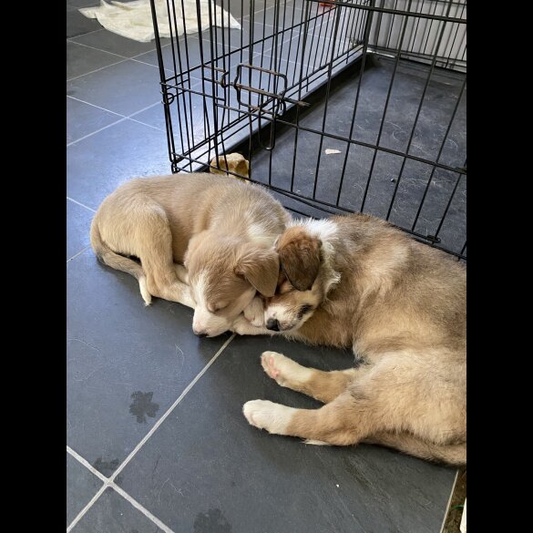 Border Collie - Both