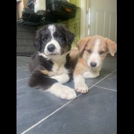 Border Collie - Both