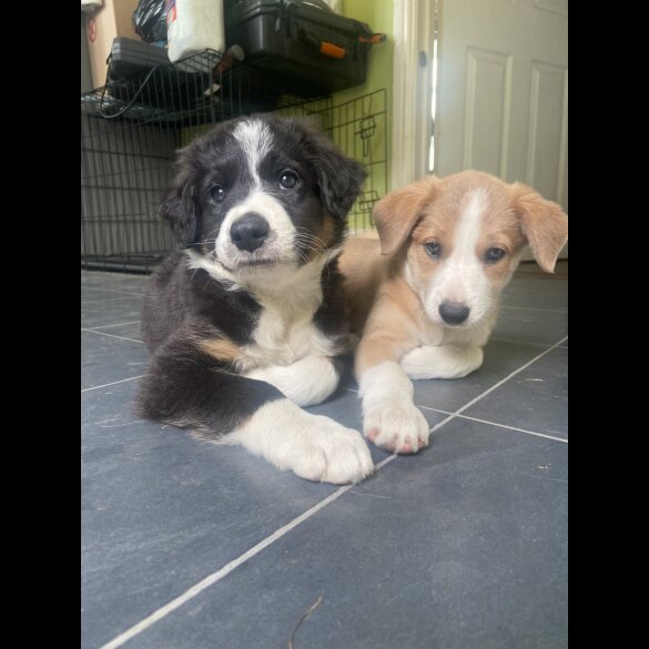 Border Collie - Both
