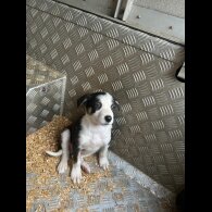Border Collie - Dogs