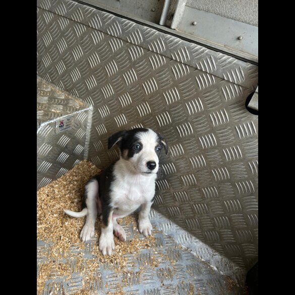 Border Collie - Dogs