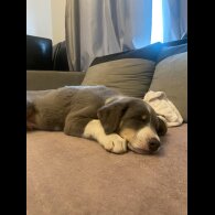 Border Collie - Both