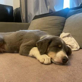 Border Collie - Both