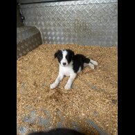 Border Collie - Dogs