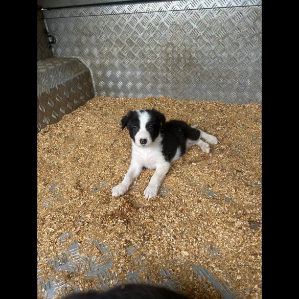 Border Collie - Dogs