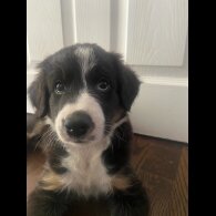Border Collie - Both