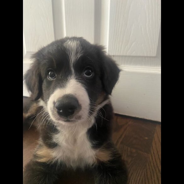 Border Collie - Both