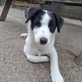Border Collie - Both