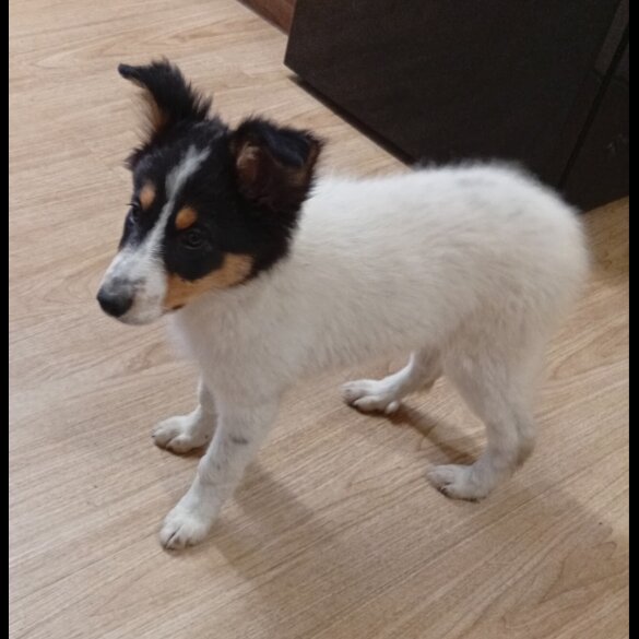Border Collie - Bitches